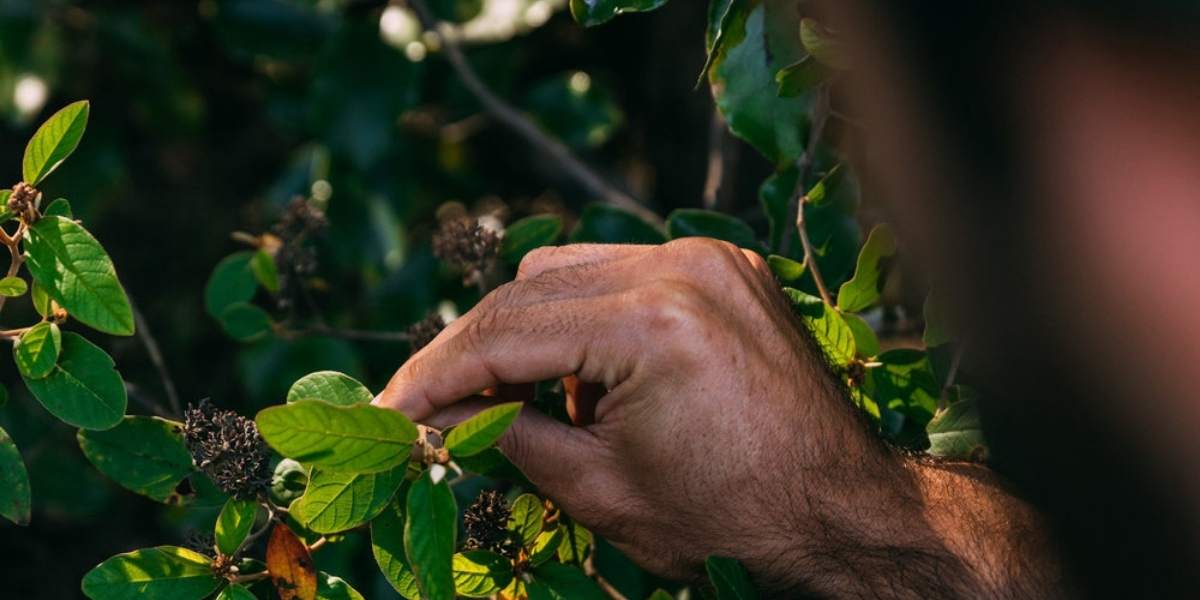 tinh-chat-manuka-aotea